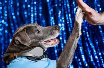 “Why We Foster” New Podcast Launch — Foster Dogs