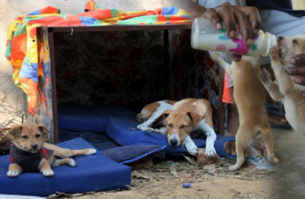 Cardboard Shelters, Safe Food & Basic Medicines Help Bengaluru’s Stray Dogs Survive the Monsoon