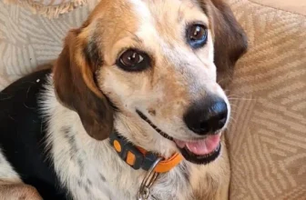 Kira – 4 year old female Cross-Breed available for adoption
