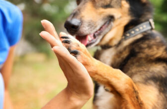 How do I tell an airline that I am travelling with my dog?
