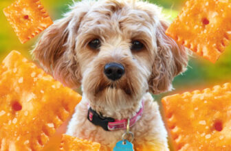 Can Dogs Have Cheez Its