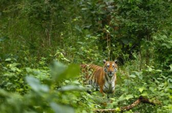 Forest Officers, Confessions, and The Wildlife Protection Act – Law School Policy Review