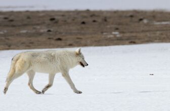 Yellowstone Is Among the World’s Best Places to See Wild Wolves. Here’s the Story of the Animal Called Both ‘Public Enemy’ and Cultural Icon