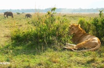 Hidden no more – SafariLIVE Sunset – 31 July  2026