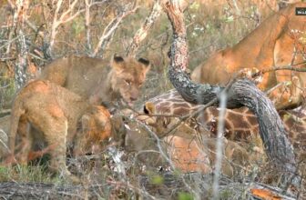Lions vs Giraffe: Can a pride of lions take down a giraffe?
