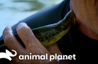 Is this Sea Slug Truly the VAMPIRE of the Ocean?! | River Monsters | Animal Planet