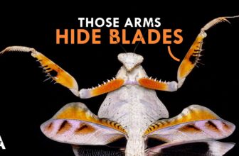 These Creatures Have Too Many Legs And They’re Terrifying