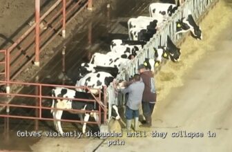Drone Video Shows Calves Kicked, Violently Handled at Clover Sonoma-Linked Calf Ranch