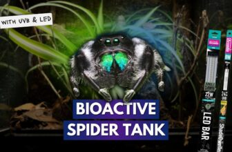 Using UVB With My Jumping Spider?! | Bioactive Build