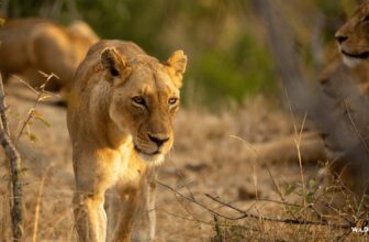 And suddenly… Lions! – SafariLIVE Sunrise – 08 August 2026