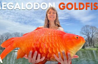 Why Goldfish Get So Big In The Wild