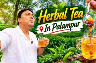 Hot Herbal Tea In Palampur Tea Garden | Osho Tea Garden