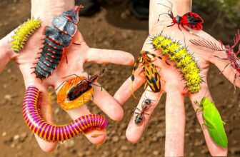 Catching Weirdest Bugs on Earth!