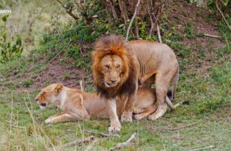 Springing into action – SafariLIVE Sunset – 15 August  2026