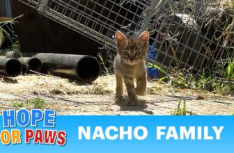 We were told their mom was gone, but we didn’t give up. 😼