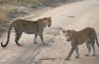 Rosetted reunion – SafariLIVE Sunset – 22 August 2026
