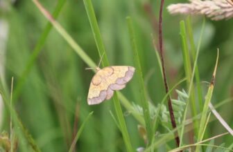 In 1952, one of England’s rarest moths was last recorded at a Northumberland estate; more than 70 years later, conservationists returned after the landscape was restored and found a hidden population within 10 minutes