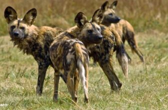 Cubs, canine & courtship – SafariLIVE Sunrise – 27 August 2026