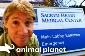 The Croc Hunter Needs a Check-Up! | Crocodile Hunter | Animal Planet