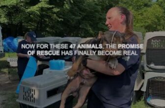 Inside Operation Money Trail – the rescue of 47 animals from a rescue under investigation