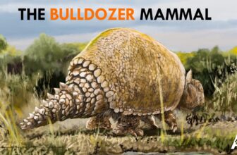 The Armadillo The Size Of A Beetle (The Car)