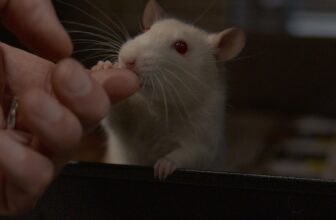 From labs to loving homes: rescued rats adore pats and affection!