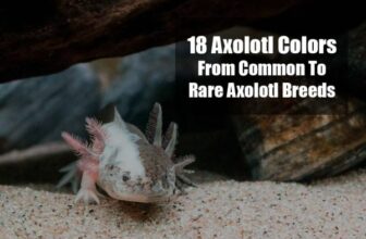 Axolotl Colors and Morphs Explained: The Chromatophore Genetics, the Morph Identification Keys, the Rare-Morph Reality, and the Pricing-and-Ethics Picture
