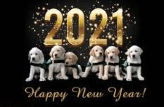 New year message from ykkennel