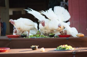 Seven Reasons To Join Us for Our 40th Celebration for the Turkeys