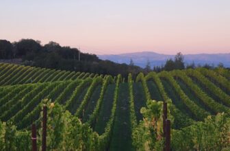 Why Vineyard Technology Was Essential During the Early 2026 Harvest