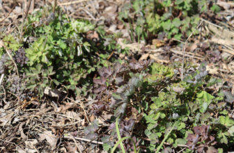 Growing Outdoor Interpretation at the Pembina State Museum
