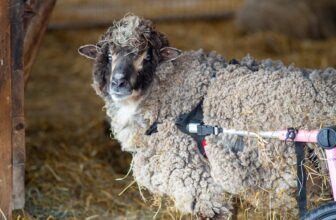 In Honor of Hilda’s Rescue Anniversary, Help Her Legacy Live on