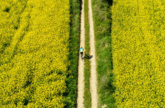 Carbon Offsetting Explained | DuVine Blog