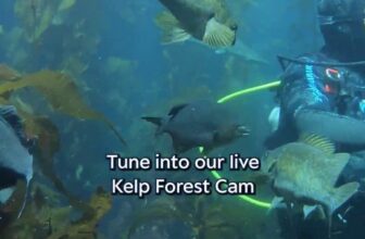 Monterey Bay Aquarium — It’s a feeding frenzy in the Kelp Forest exhibit!