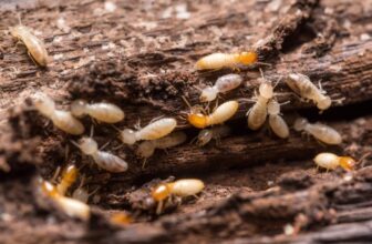 Termite Inspections: Why They are Essential During Termite Season