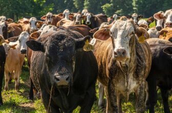 K-State Study: More Producers Turn to LRP as Cattle Market Volatility Rises