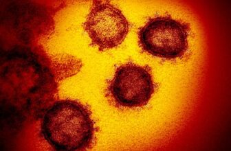 Covid-19 Can Reawaken Dormant Viruses in the Body, Which Might Worsen Symptoms of the Respiratory Illness, Study Suggests