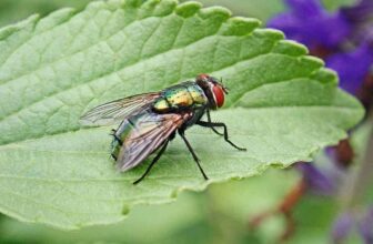 House Flies Pest Control Singapore