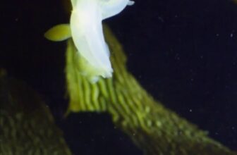 Monterey Bay Aquarium — El nudibranquio león parece pequeño y delicado,…