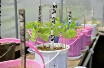 Why Yield Stability and Resilience Are Becoming as Important as Maximum Yield