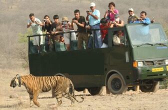 Why Should Not Miss Jim Corbett Safari?