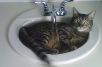 Wild Rose Reader: My Cat Rudy