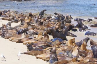 Monterey Bay Aquarium — The dogfish days of summer are upon us. 🐶🐟