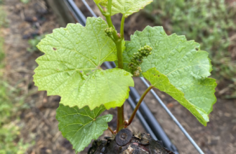 What California’s Extremely Early 2026 Growing Season Means for Winegrapes
