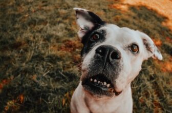 Canine Schistosomiasis: Could This Emerging Dog Disease Occur in New York?