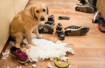 What to Do If Your Pet Eats Something They Shouldn’t