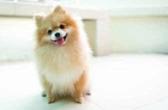 Is Summertime the Worst Time of Year for Dogs with Tracheal Collapse?