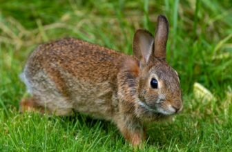 Tularemia in Pets: Can Ticks Give Dogs and Cats “Rabbit Fever”?