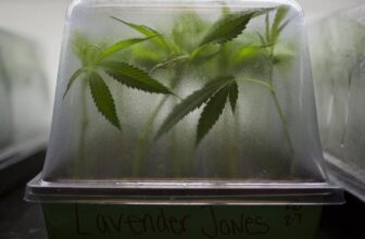 These states are voting on cannabis legalization this November