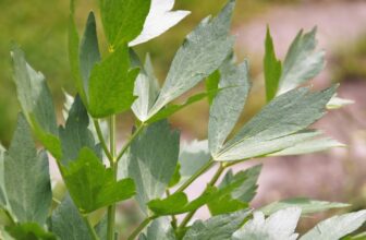 Lovage – The Nearly Forgotten Herb